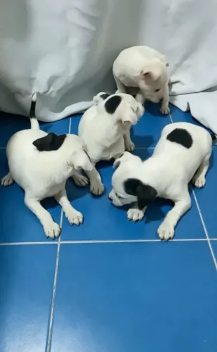 Lindos Pinscher 