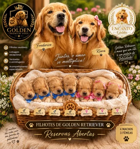 Golden Retriever