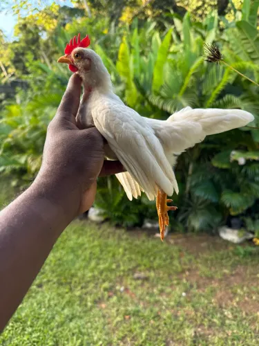 Frango serama 