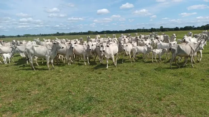 Fazendas pasto,leite,soja,café,pimenta,ES,MG,BA,RJ,PA,GO,MT,TO