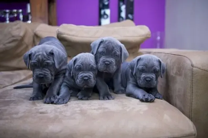 Cane Corso ?  Forte, protetor e muito leal! 