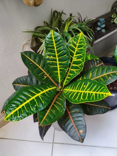 Lindas Plantas
