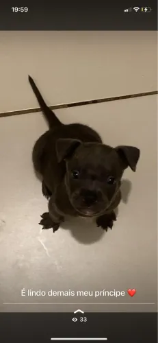 Vendo pitbull american bully