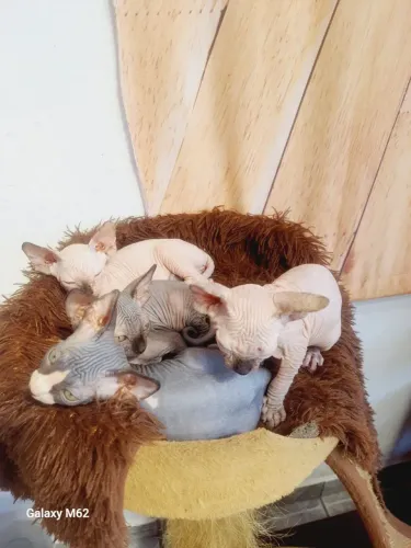Sphynx divinos