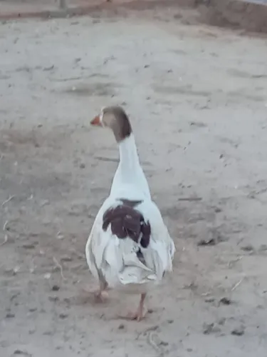 Vende-se animais de chácara