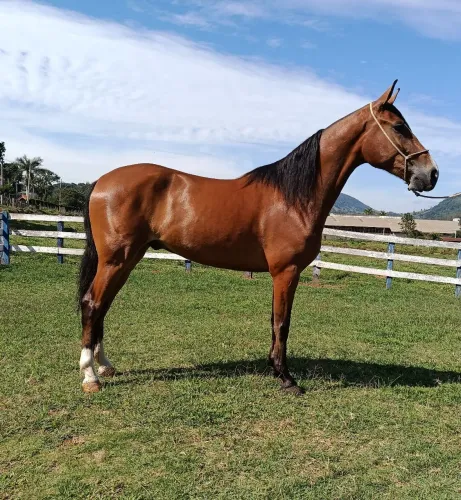 Cavalo marcha picada