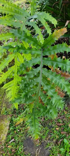 Samambaia Amazonas (Polypodium aureum), GG, ramos com cerca de 1m