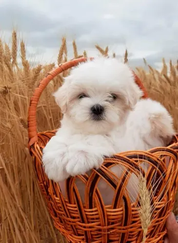 Maltês Pequeno Branco Macho - Inteligente, Dócil e Sempre Alegre! 