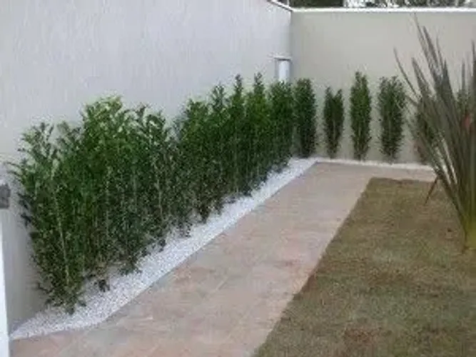 Jardim- adubação- manutenção - Plantio de grama