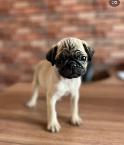 Filhote de Pug 
