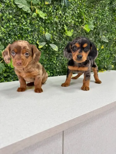 dachshund 