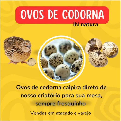 Ovos de codorna in natura