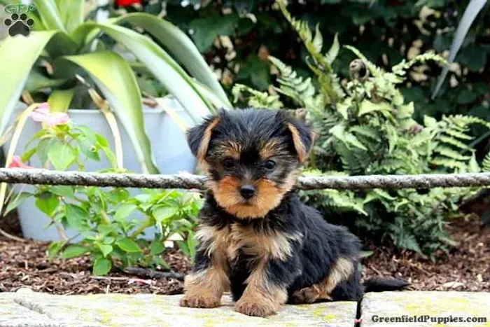 Yorkshire micro saudável e amoroso com contrato e entrega em todo o Brasil.