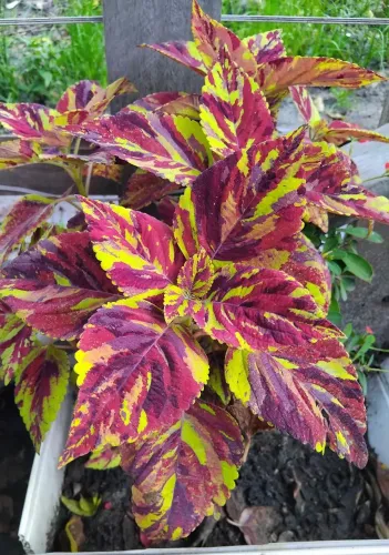 Planta Coleus com Folhas Coloridas
