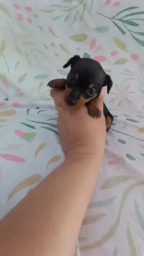 Pinscher zero. Tenho um casal disponível.(perfeitinhos) Puros