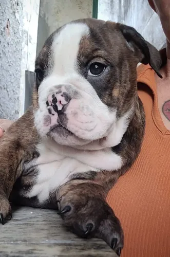 FILHOTES DE BULLDOGS INGLESES EXÓTICOS