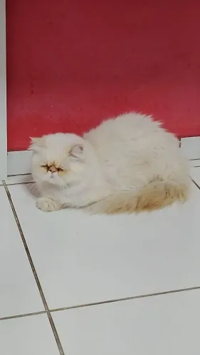 Gato persa 