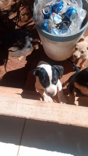 Cães de raça