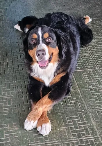 Bernese Mountain - Boiadeiro de Berna - cachorros filhotes a caminho