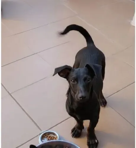 CACHORRO