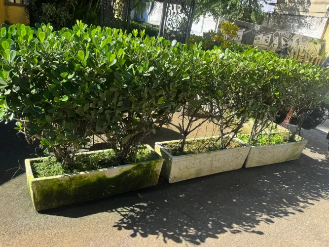 Jardineira de CLUSIA