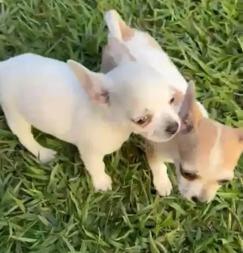 Chihuahua pequeno e carinhoso