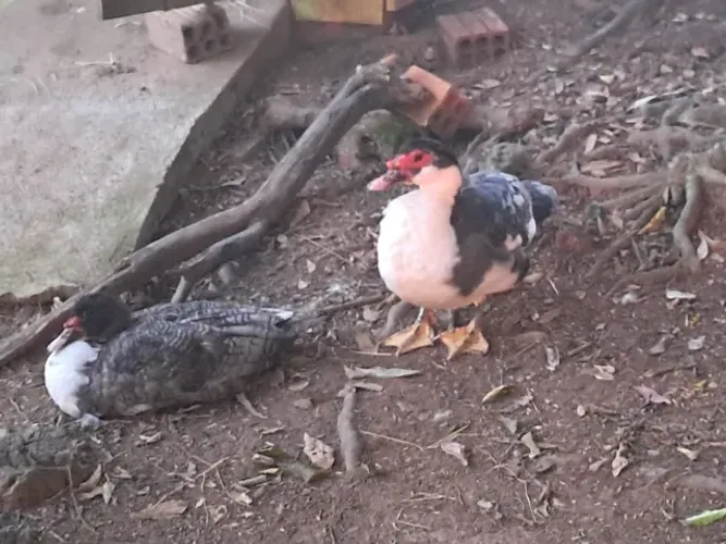 Patos e patas de 8 meses PROMOÇÃO