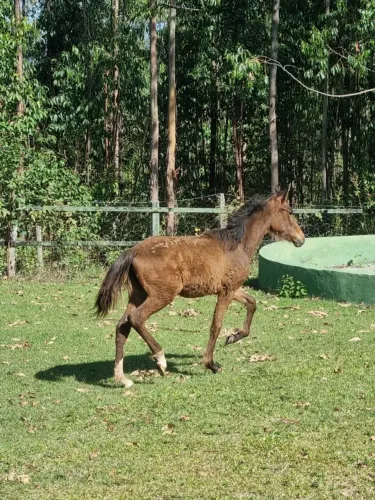Cavalo manga larga 