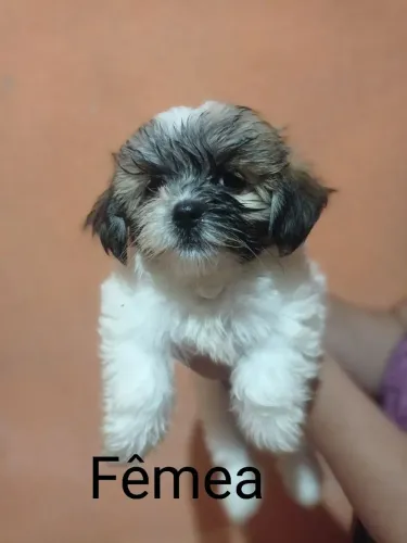 Vendo filhote Shih Tzu