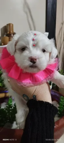 Maltês micro filhotes fêmeas