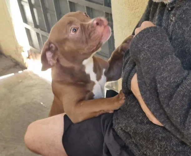 American bully muito amoroso