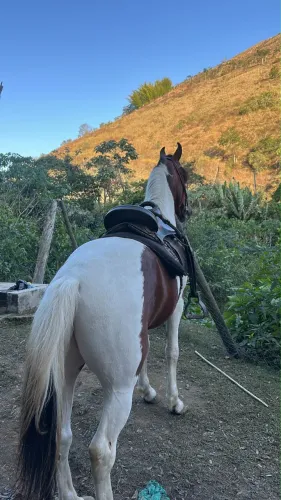 Cavalo 