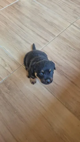 filhote de rottweiler