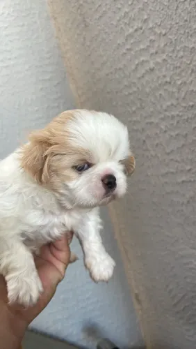 Vendo femia da raça shituz