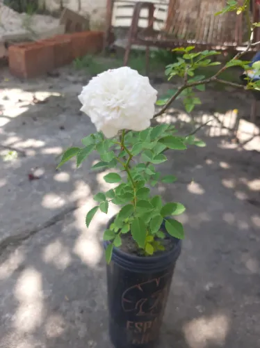 Mudas de Mini Rosa Branca Trepadeira