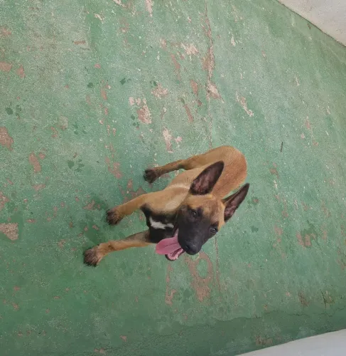 Excelente oportunidade Pastor Belga