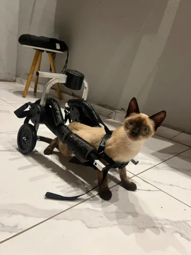 Cadeirinha de rodas pet