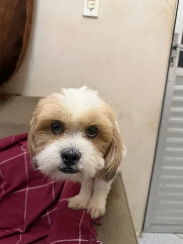 Animais de estimação