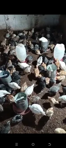 Vendo Pinto caipira