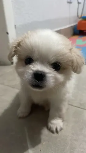 Filhote Macho Porte Pequeno - Possível Mistura Shih Tzu com Spitz