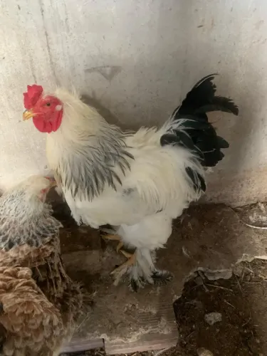 Galinha Brahma light