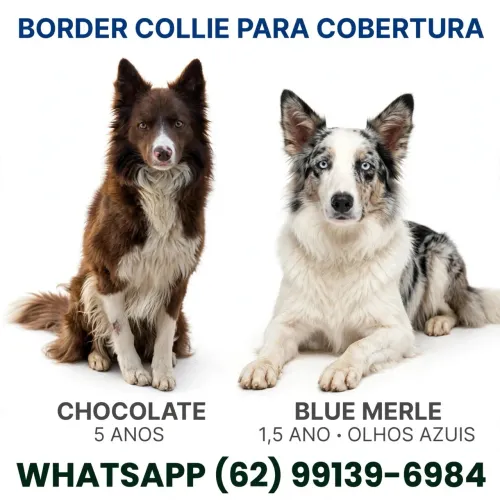 Cobertura border collie chocolate e Blue MERLen olhos azuis