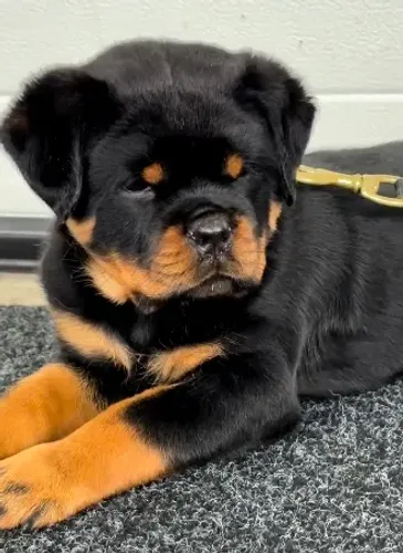 FILHOTES DE ROTTWEILER À DISPOSIÇÃO