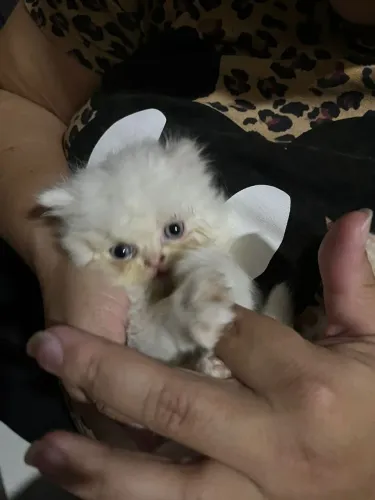 Vendo filhote de gato persa com olhos azuis