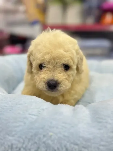 Poodle de porte pequeno original com garantia total