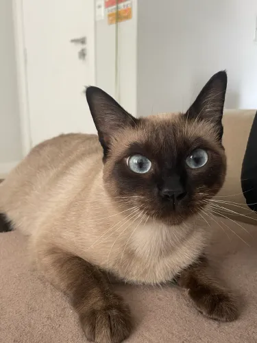 Doação- Gata castrada carinhosa