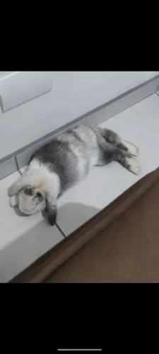 Coelho Mini Lop