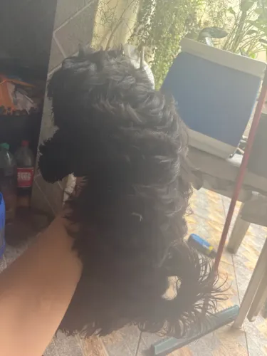 Filhote macho de Shihtzu 3 mês 