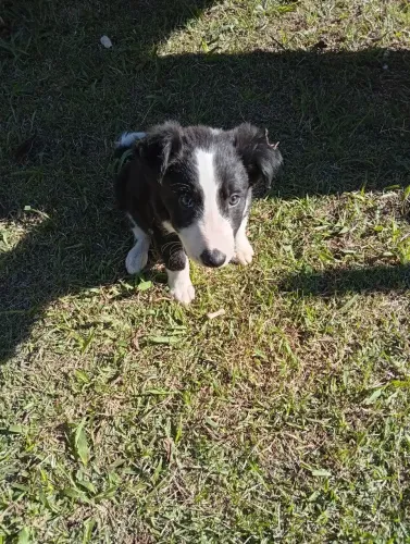 Cachorro