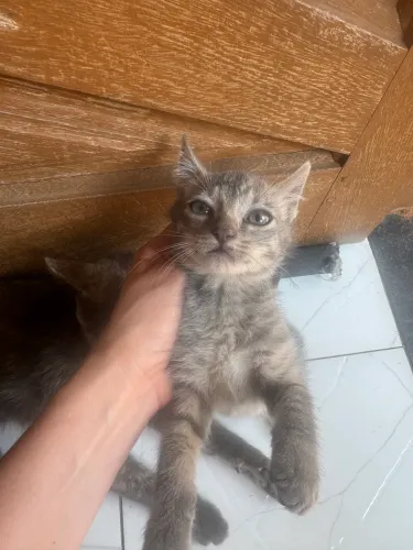 Gatinhos para adoção